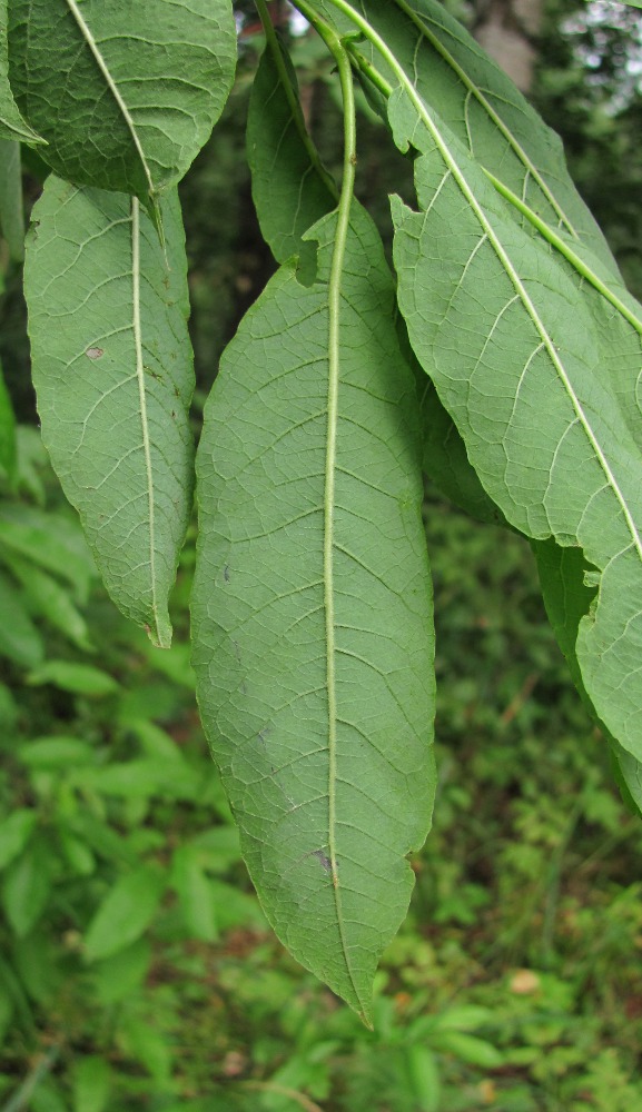 Image of Salix &times; tetrapla specimen.