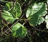 Archangelica officinalis