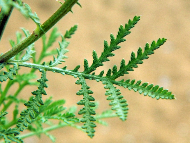 Image of Anthemis tinctoria specimen.