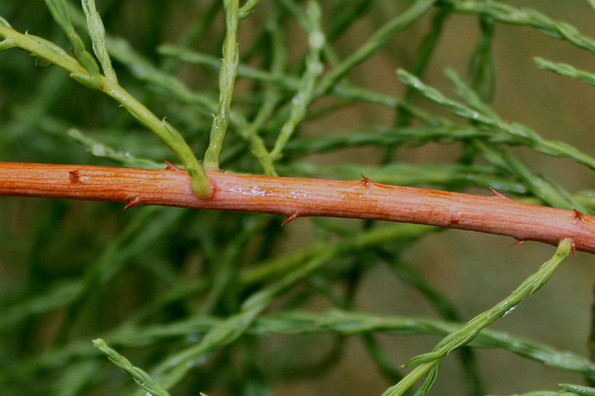 Image of Taxodium distichum var. imbricatum specimen.