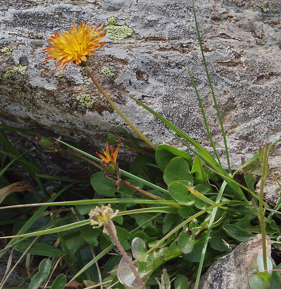 Изображение особи Taraxacum confusum.