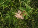 Filipendula palmata. Цветущее растение. Хабаровский край, Ванинский р-н, окр. пос. Высокогорный. 16.07.2012.