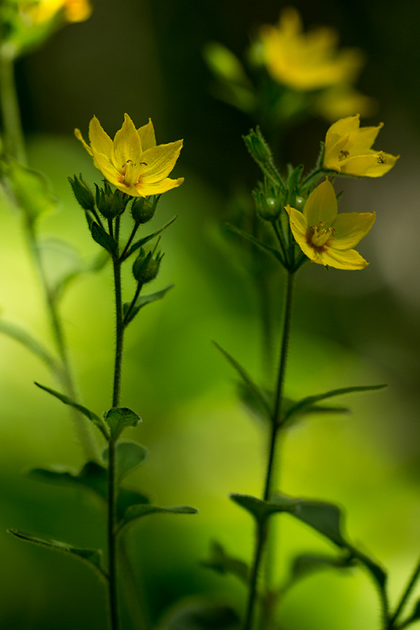 Image of Lysimachia verticillaris specimen.