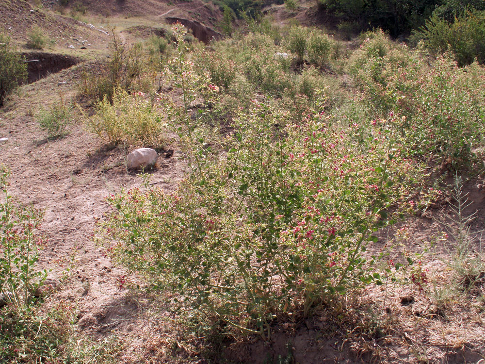 Image of Alhagi sparsifolia specimen.