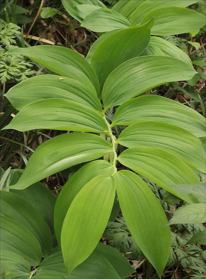 Image of Polygonatum glaberrimum specimen.