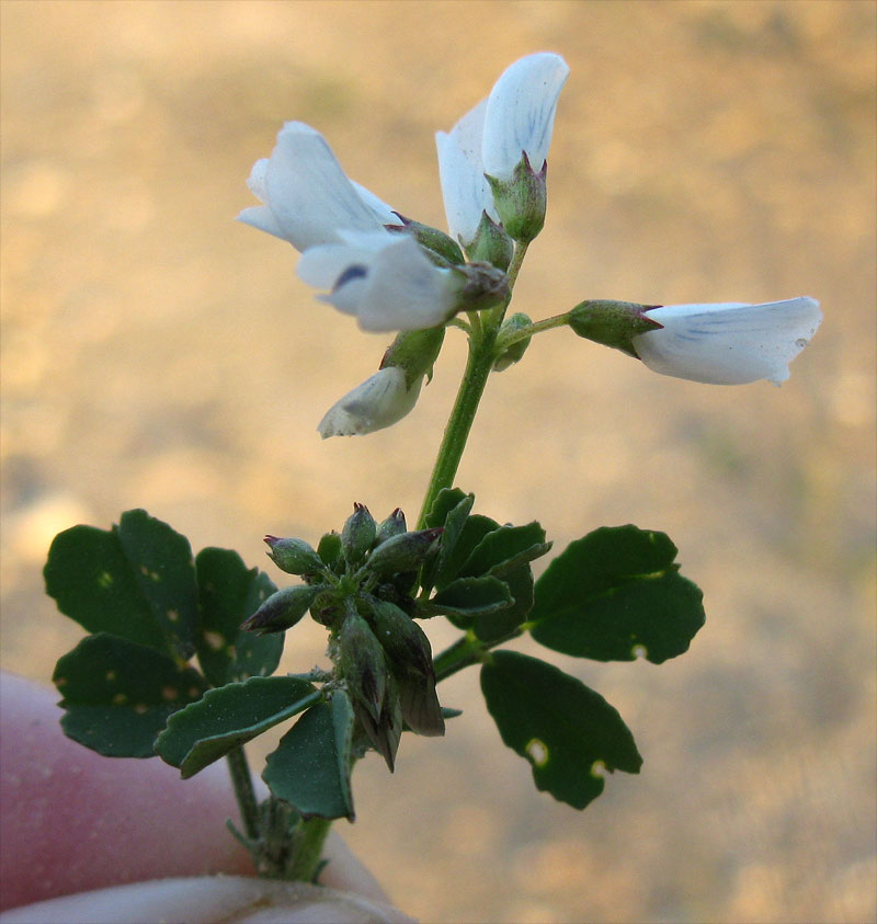 Image of Trigonella arabica specimen.