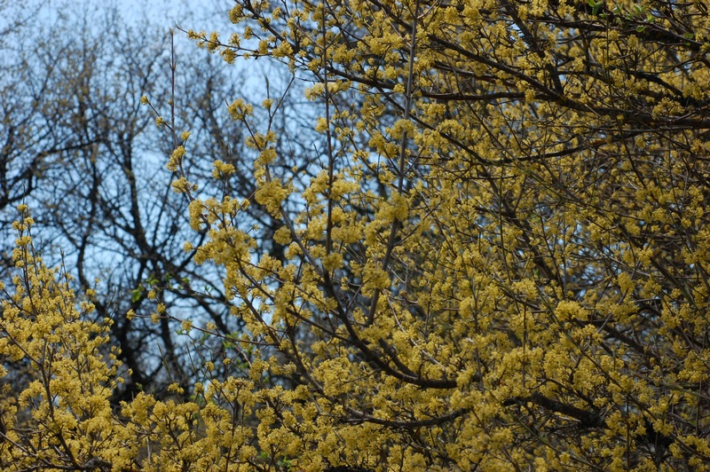 Изображение особи Cornus mas.