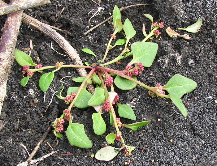 Image of Oxybasis chenopodioides specimen.