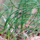 Allium paczoskianum