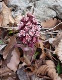 Petasites hybridus