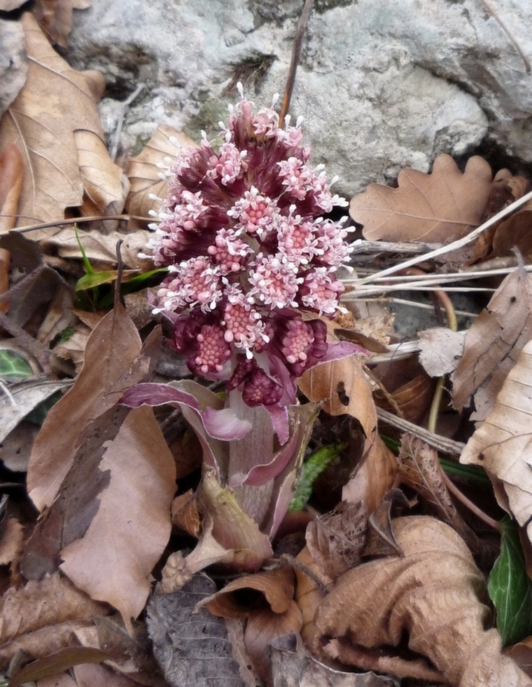 Изображение особи Petasites hybridus.