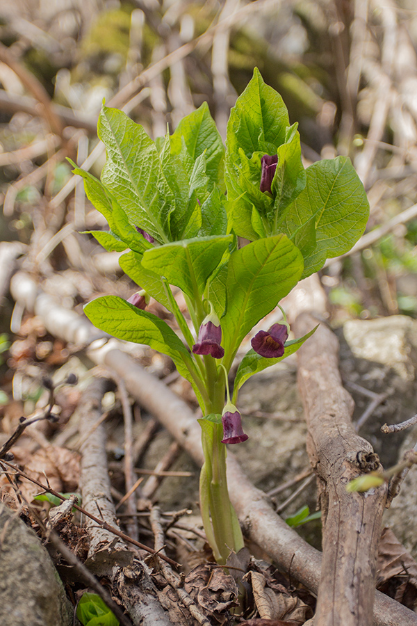 Image of Scopolia caucasica specimen.