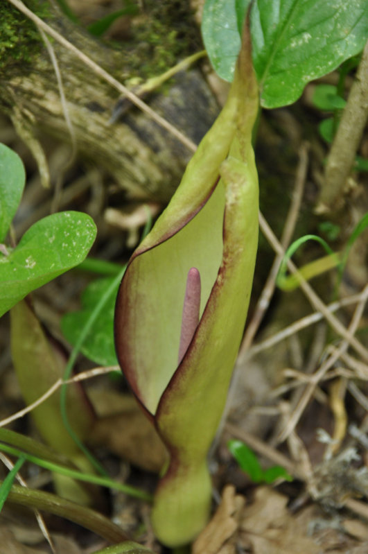 Изображение особи Arum megobrebi.