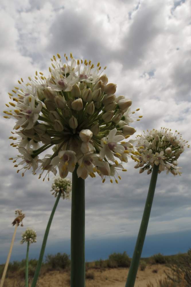 Image of Allium galanthum specimen.