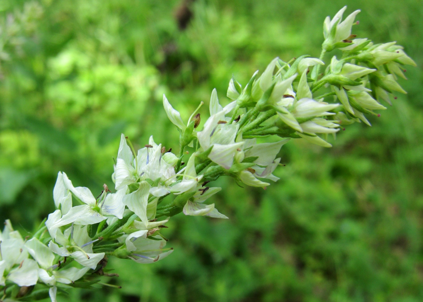 Изображение особи Veronica teucrium.