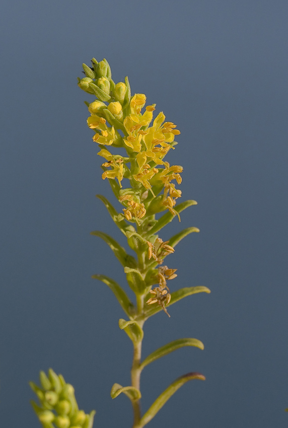 Image of Orthanthella lutea specimen.