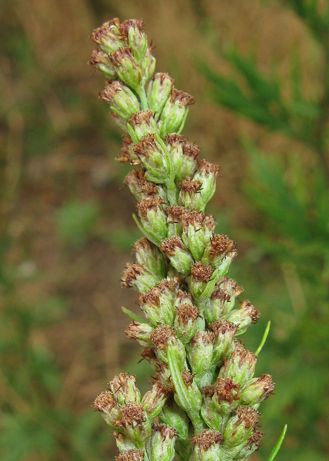 Изображение особи Artemisia vulgaris.