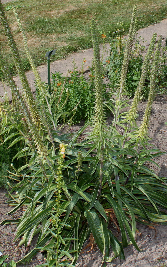 Image of Digitalis ferruginea specimen.