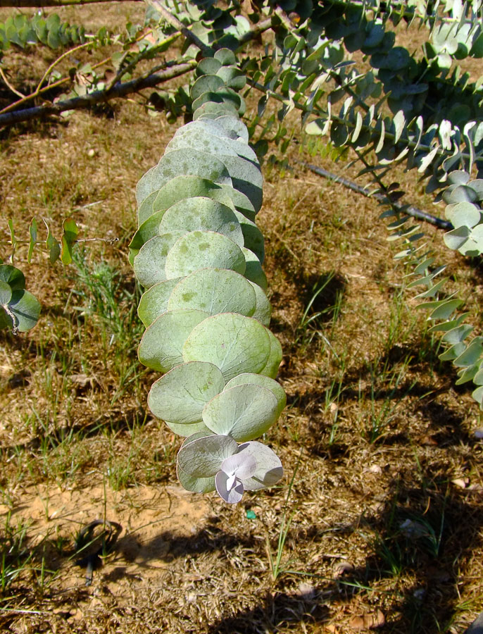 Image of Eucalyptus cinerea specimen.