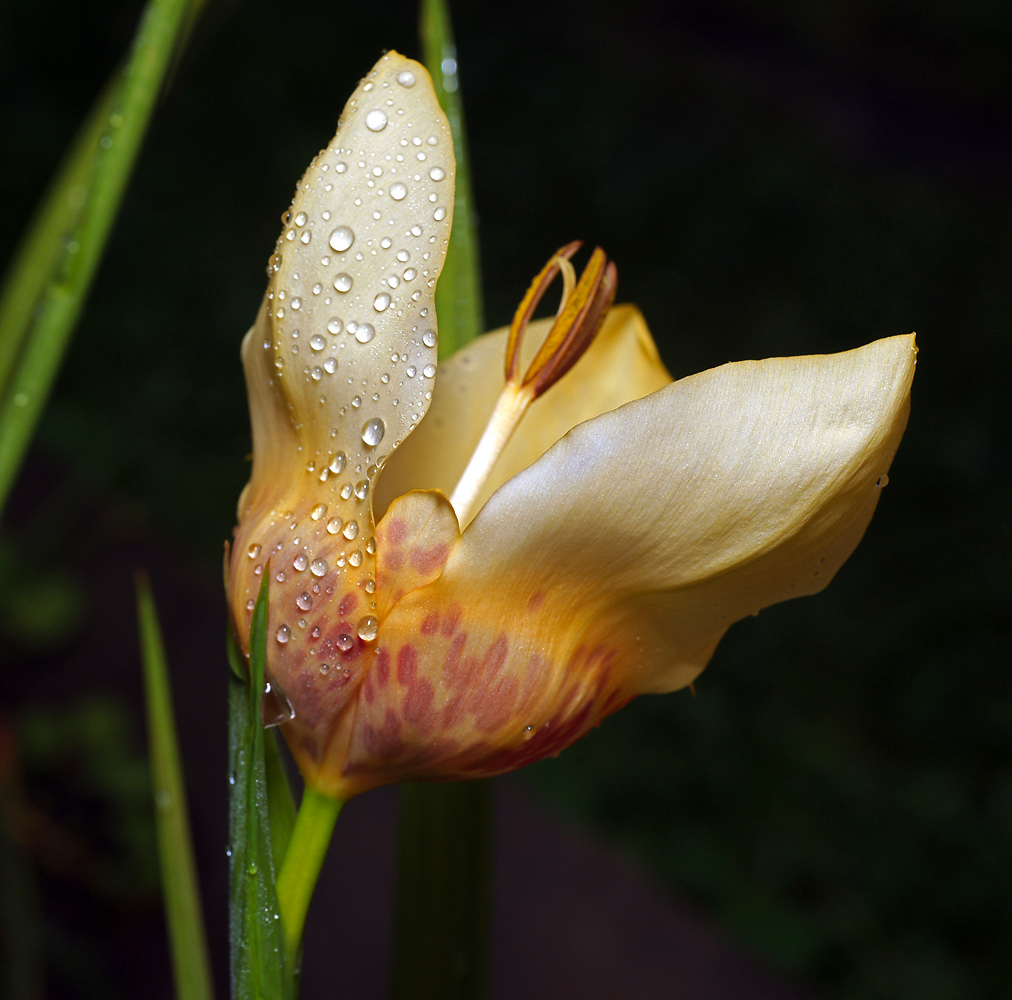 Image of Tigridia pavonia specimen.