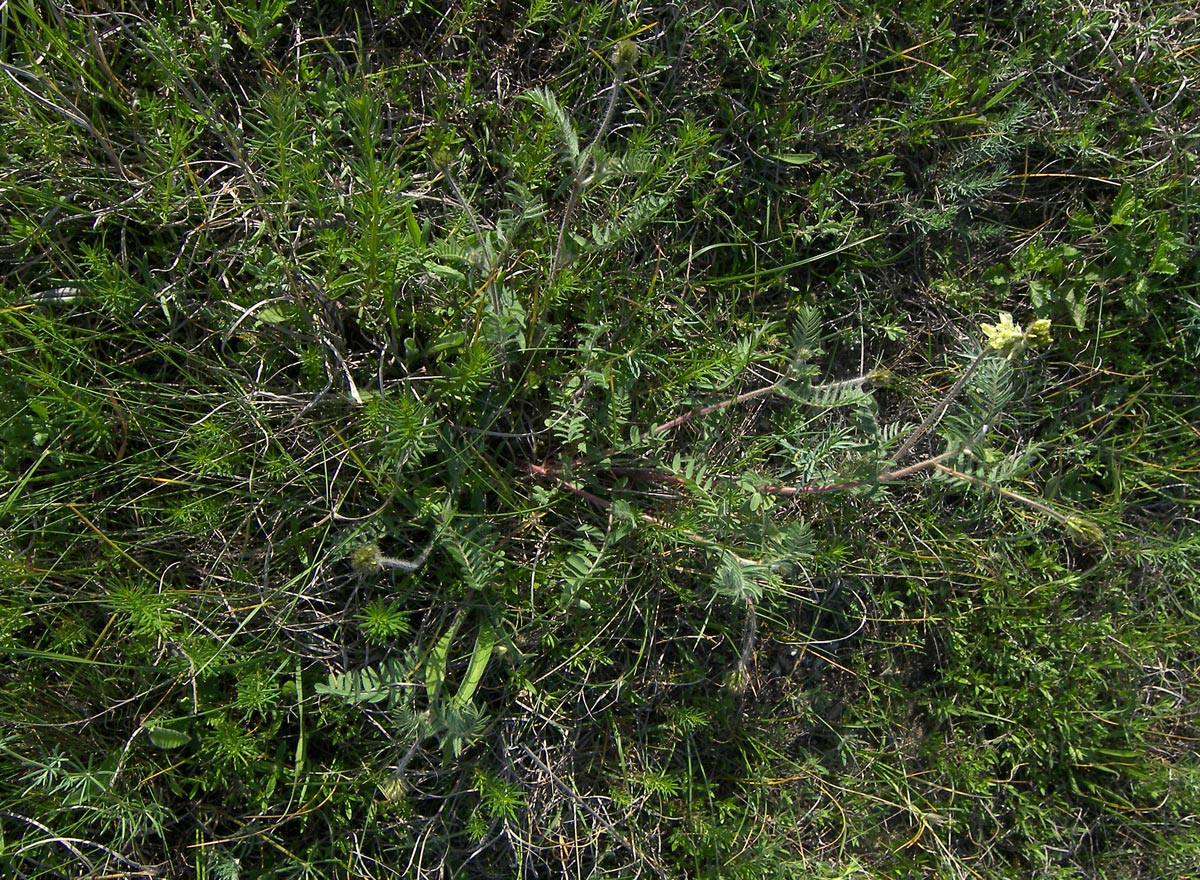 Изображение особи Oxytropis pilosa.