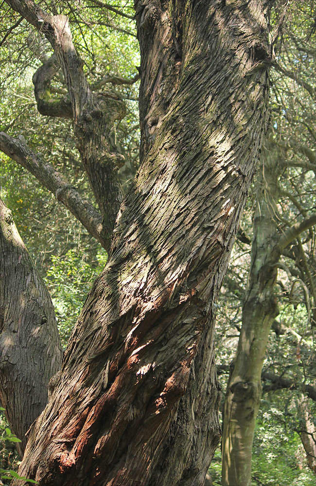 Image of Cupressus macrocarpa specimen.