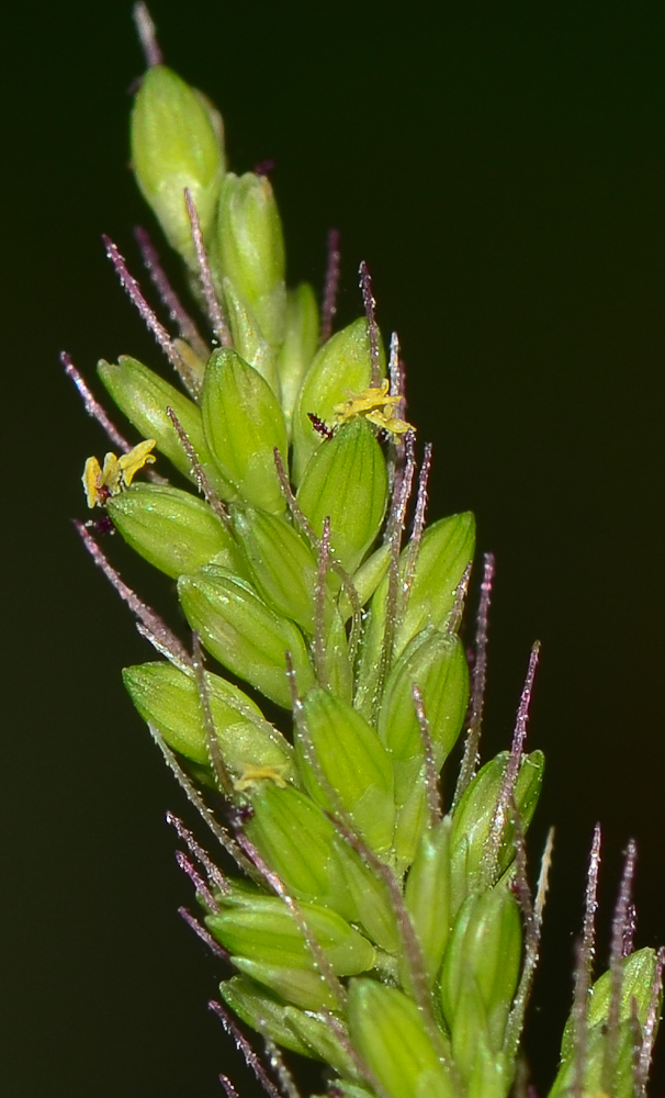 Image of Setaria adhaerens specimen.