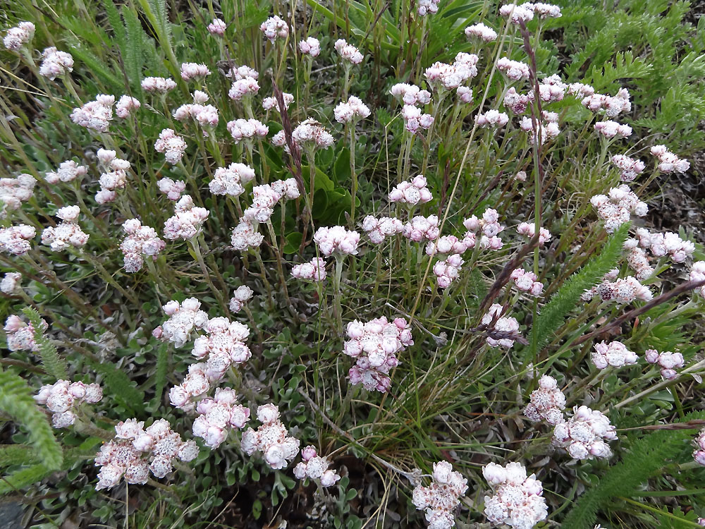 Изображение особи Antennaria dioica.