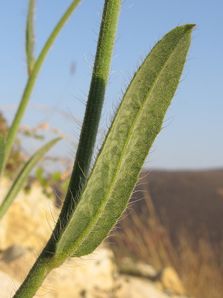 Image of Pilosella &times; auriculoides specimen.