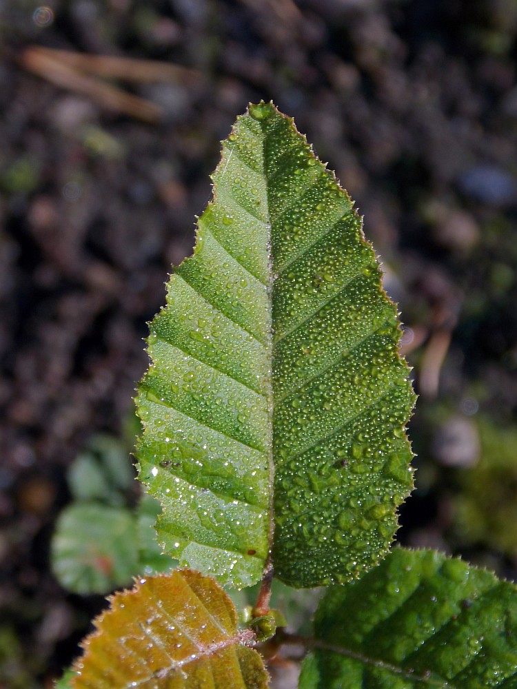 Image of Nothofagus &times; alpina specimen.