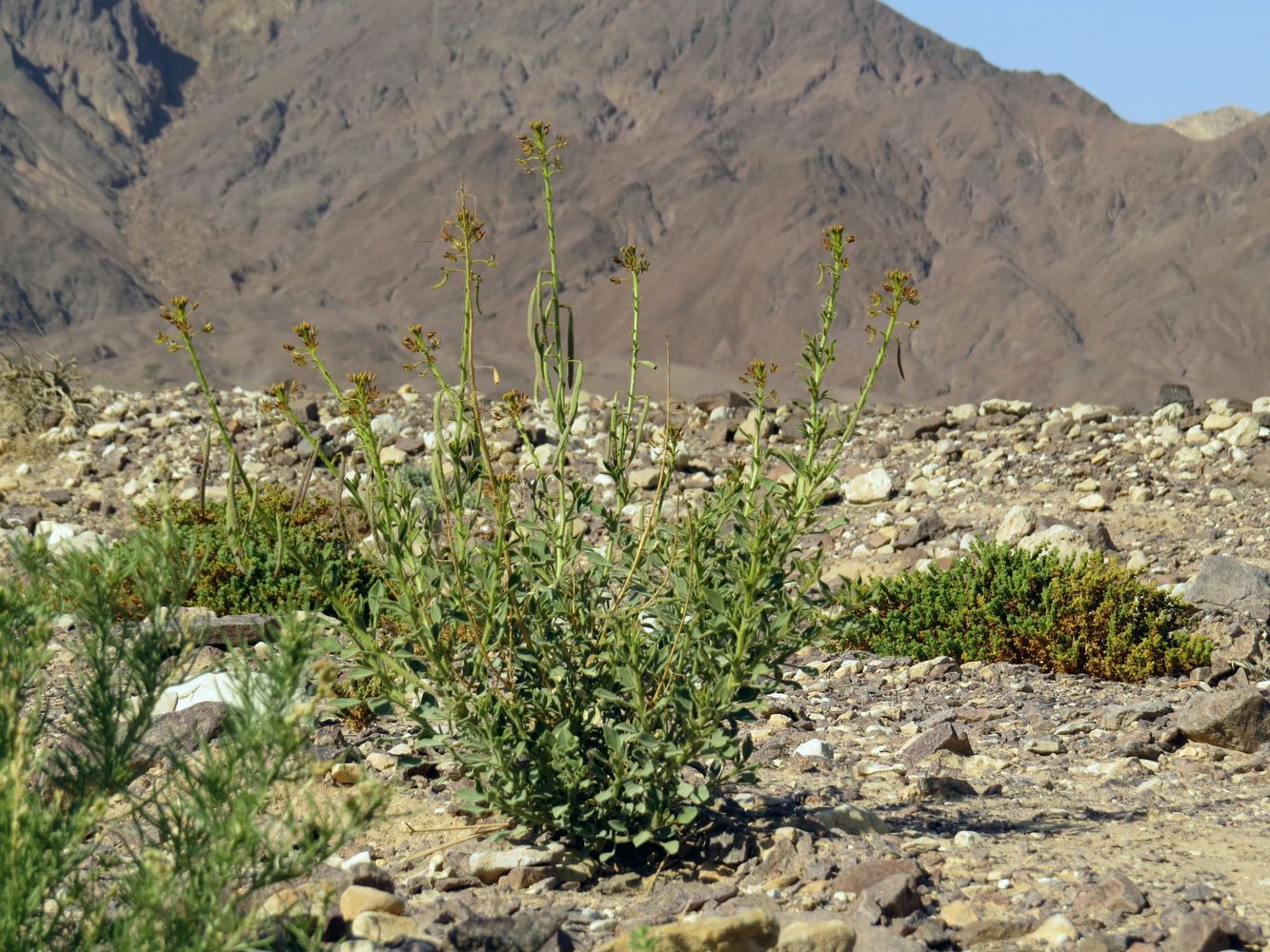 Image of Cleome arabica specimen.