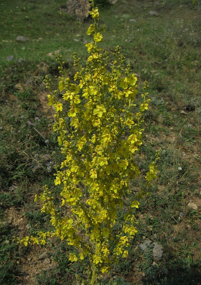 Изображение особи Verbascum speciosum.