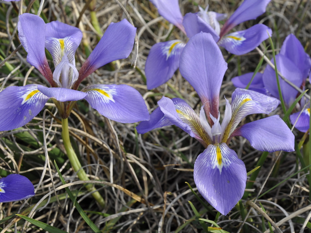 Изображение особи Iris unguicularis ssp. carica.