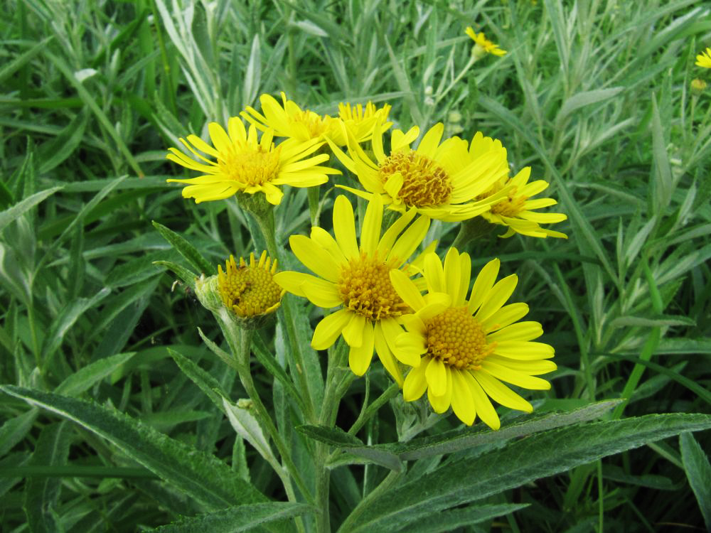 Image of Senecio tataricus specimen.