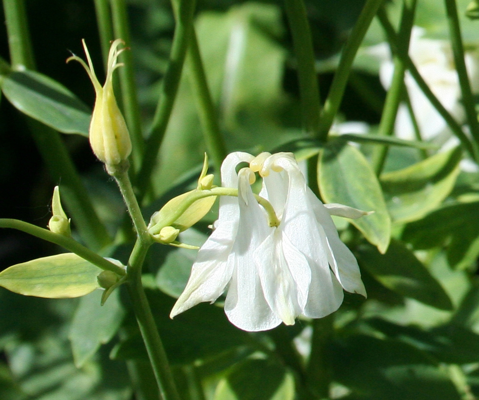 Image of Aquilegia vulgaris specimen.