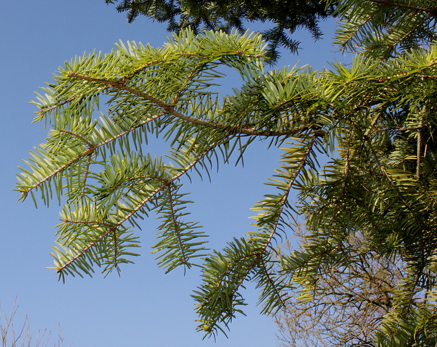 Image of Abies chensiensis specimen.