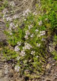 Thymus marschallianus. Побег с соцветиями. Восточный Казахстан, Глубоковский р-н, окр. с. Тарханка, сопка.. 07.06.2013.