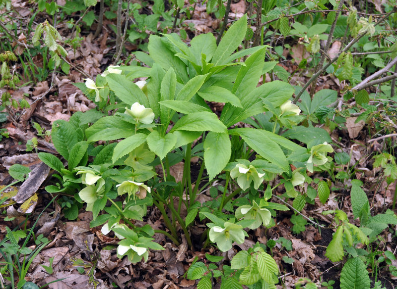 Image of Helleborus caucasicus specimen.