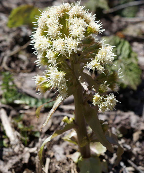 Image of Petasites albus specimen.