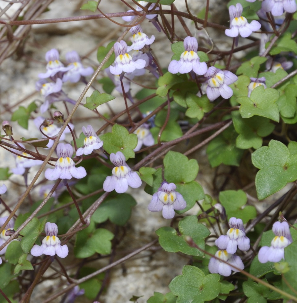 Image of Cymbalaria muralis specimen.