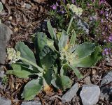 Primula auricula