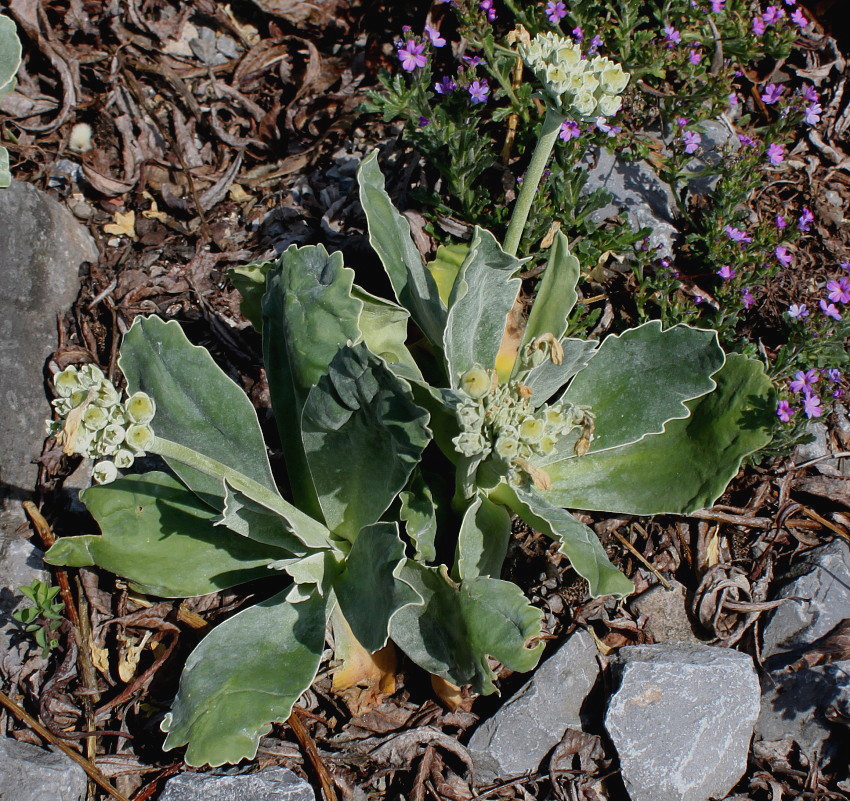 Image of Primula auricula specimen.
