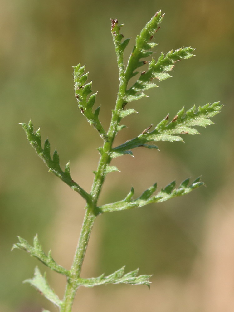 Изображение особи Anthemis tinctoria.