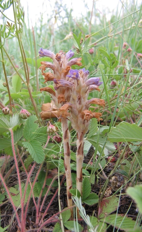 Image of Phelipanche caesia specimen.