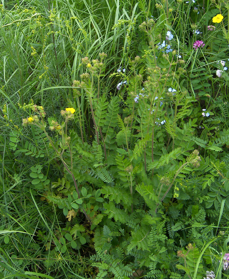 Изображение особи Potentilla pimpinelloides.