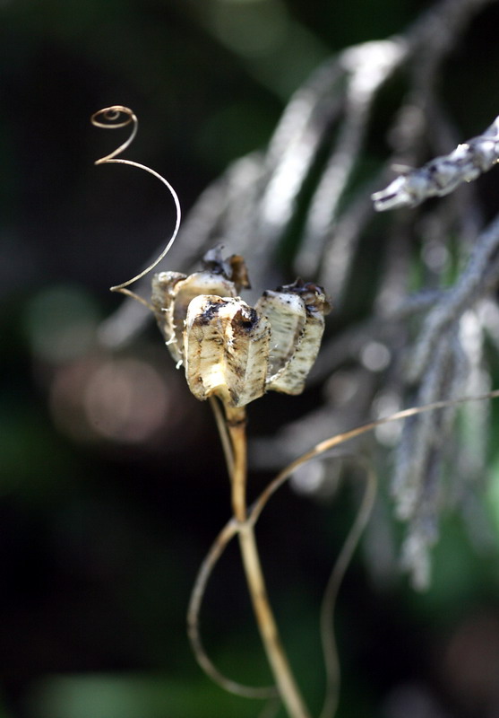 Image of Fritillaria ferganensis specimen.