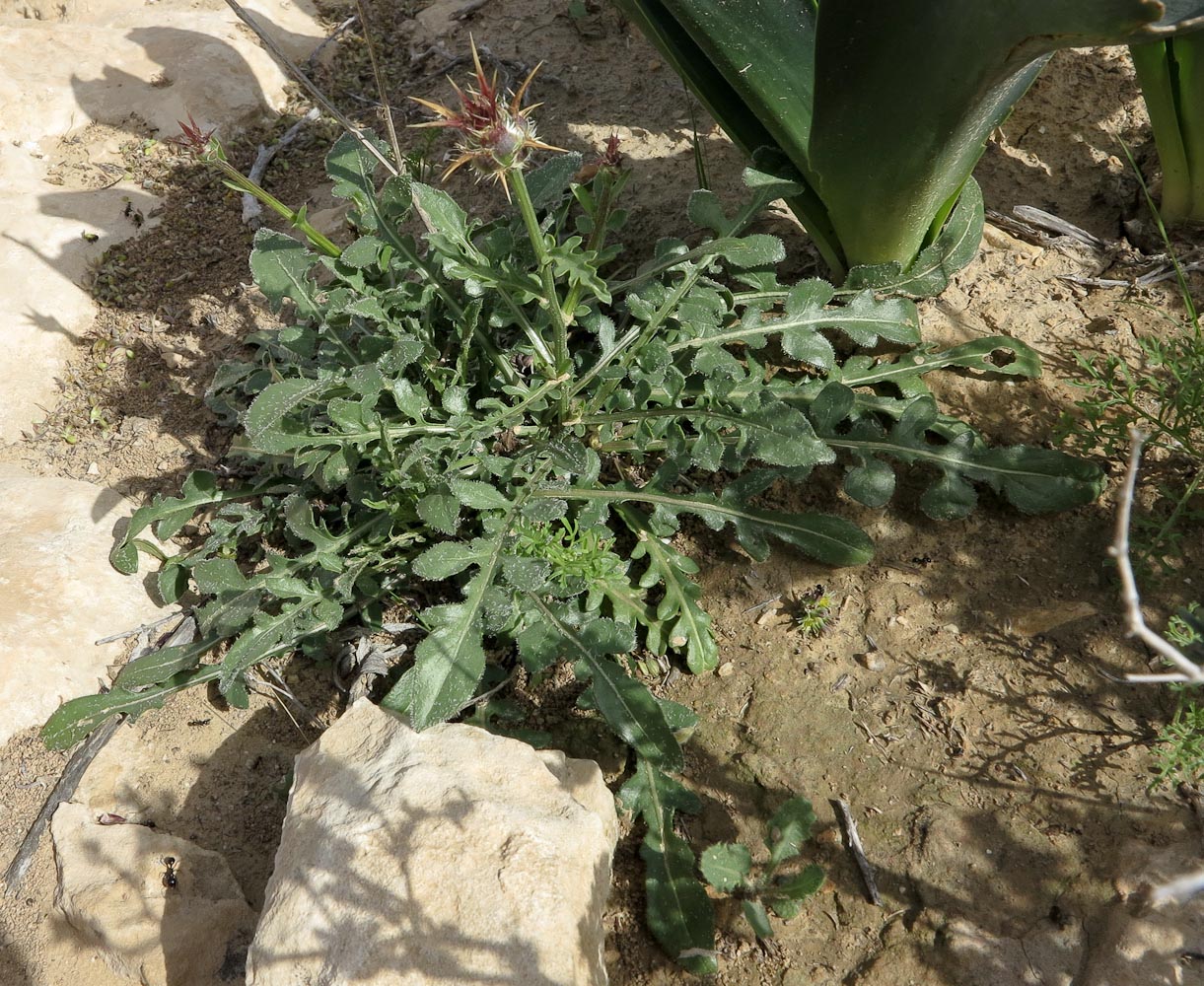 Изображение особи Centaurea eryngioides.