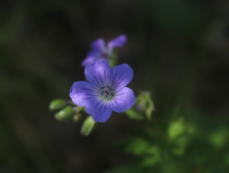 Image of Geranium pseudosibiricum specimen.