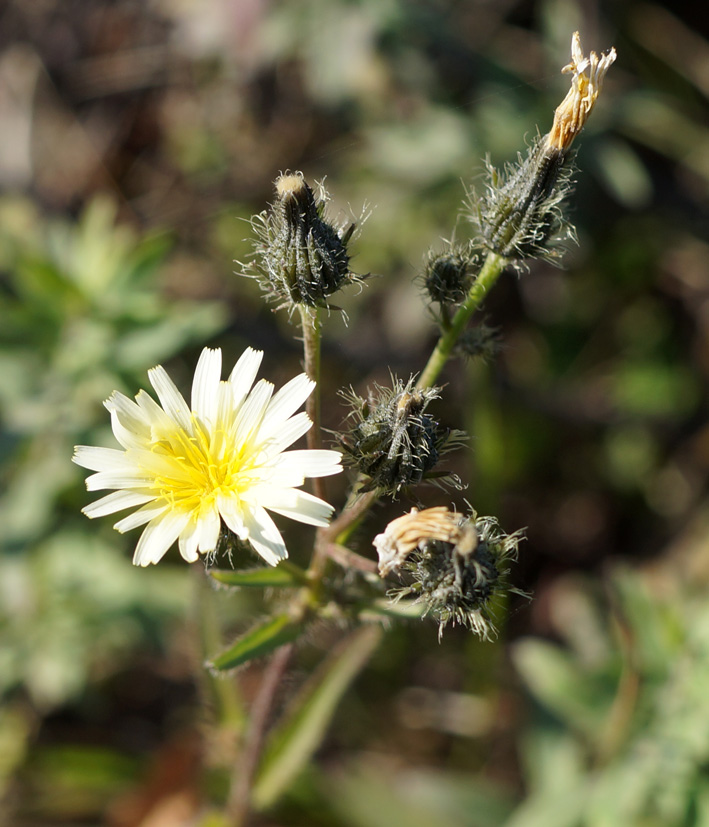 Image of Picris davurica specimen.