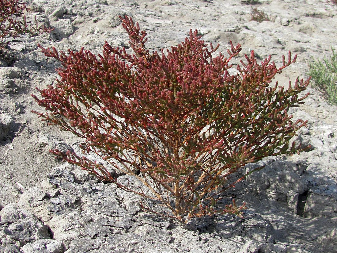 Изображение особи Salicornia perennans.